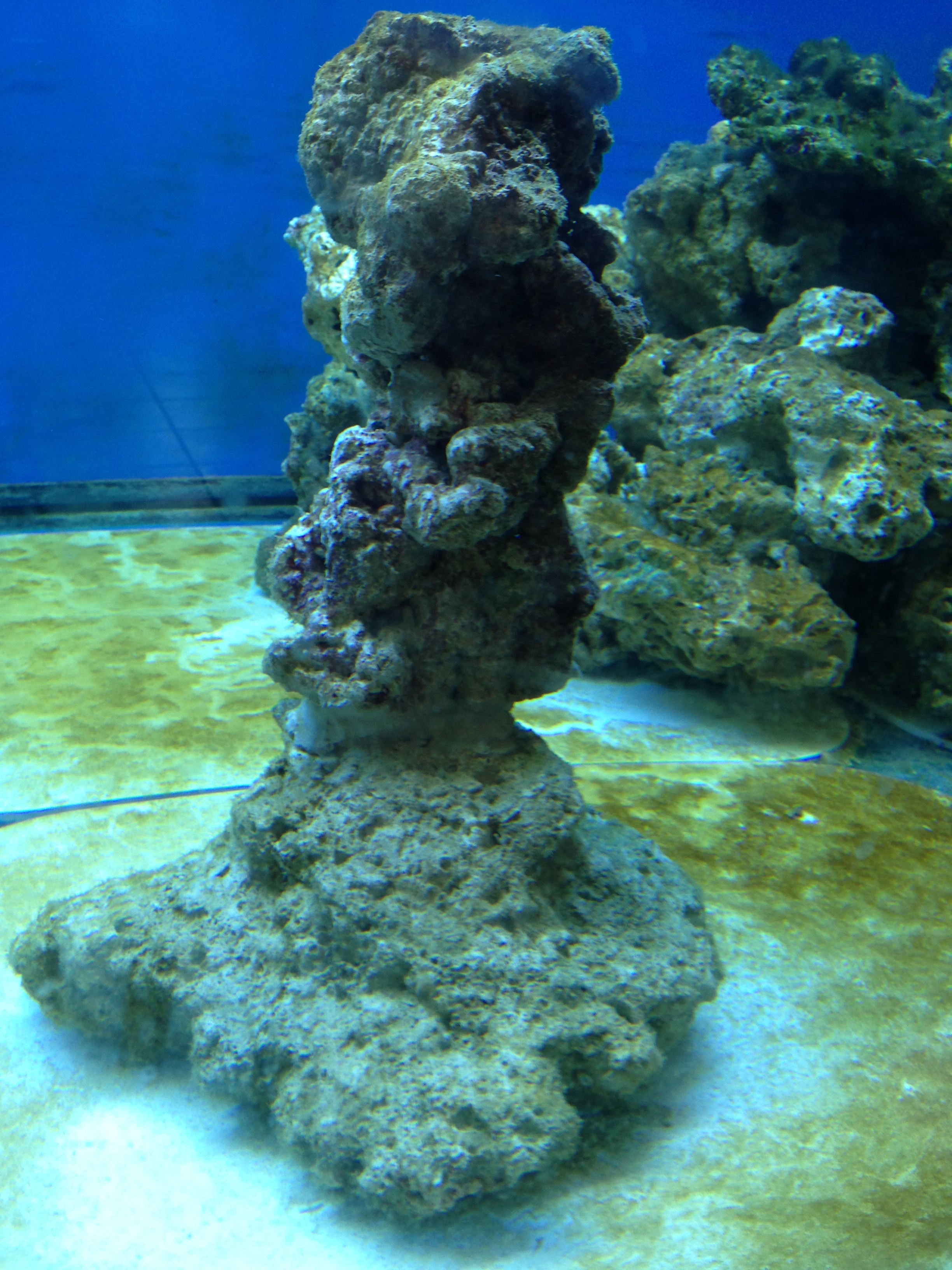 Aquarium sur mesure